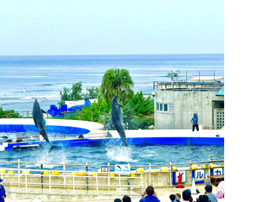 美ら海水族館のイルカショー