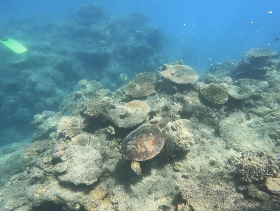 オプショナルツアーで沖に出てシュノーケリング。海亀にも出会いました。