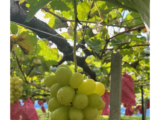 シャインマスカット