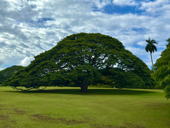 モアナルガーデン