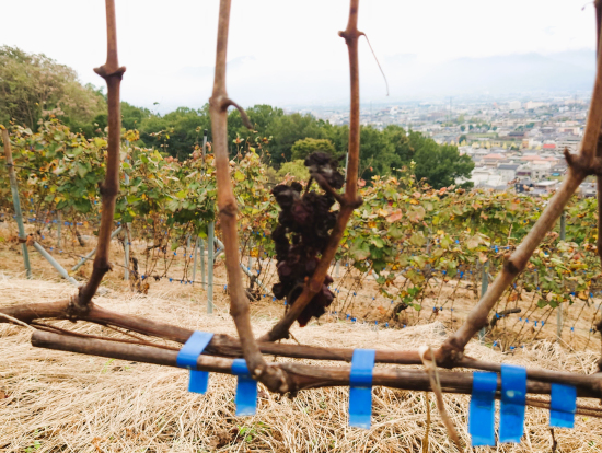 収穫残りのピノ・ノワール