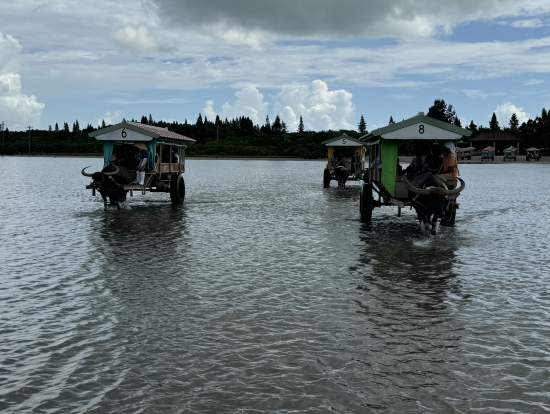 水牛の性格によりスピードが違うとか（笑）