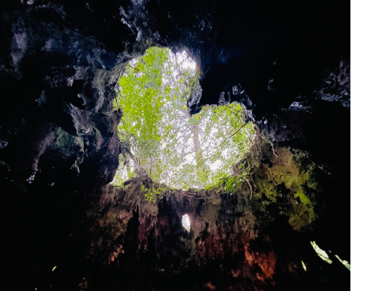 ウィルソン株のハート♡とても綺麗に撮影していただけました！