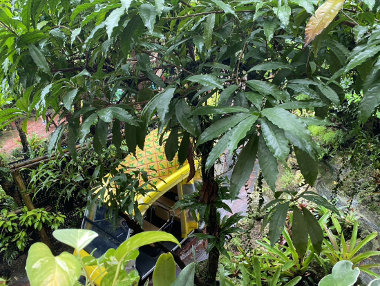 偽パイナップル