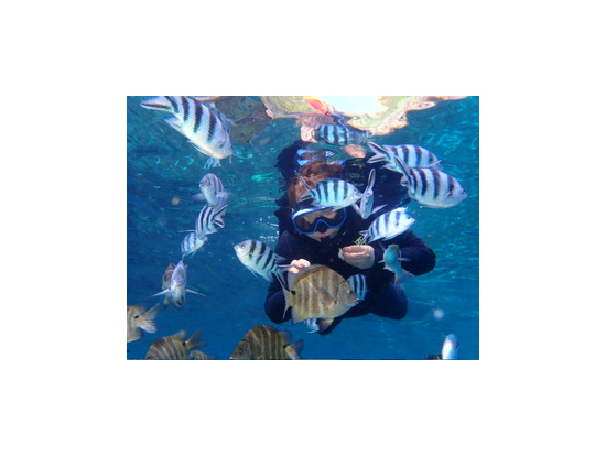 魚がいっぱい来る