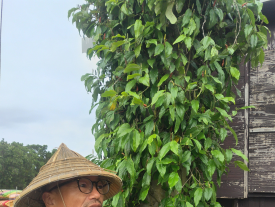 ガイドさんとピパーチの木