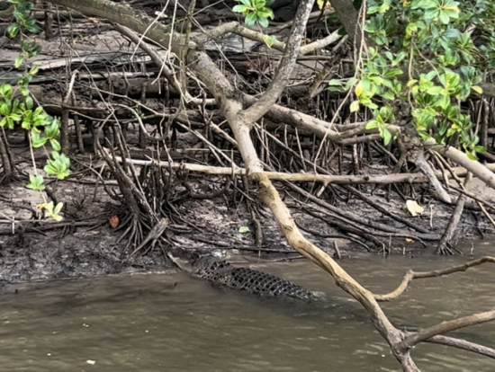 約30分で4匹のワニに遭遇