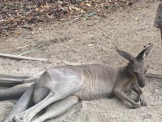カンガルーは触れる距離にいました。