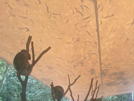 園内にもコアラがいっぱいいました。