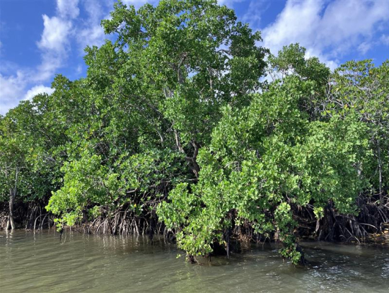 この時期に緑のマングローブ