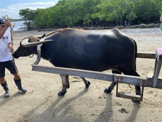この水牛さんに乗せてもらいました