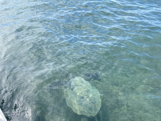 このカメとは別のカメも水面に顔を出しているのを目撃