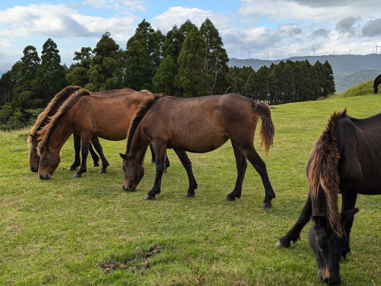 都井岬の馬たち。