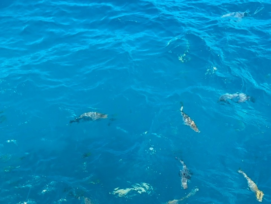 船上からも魚を見ることができました。
