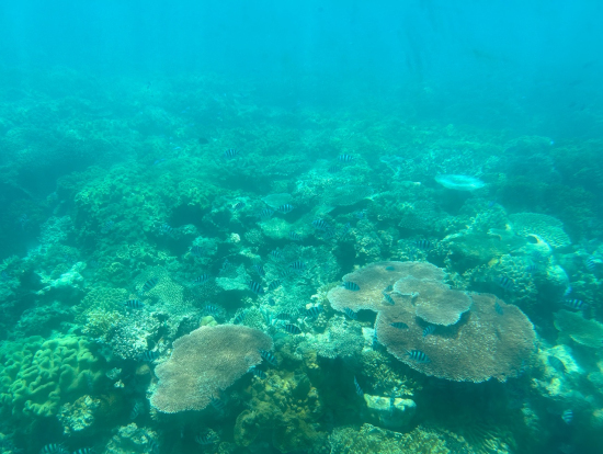 泳がなくても潜水艦から綺麗に珊瑚礁や魚が見れました!